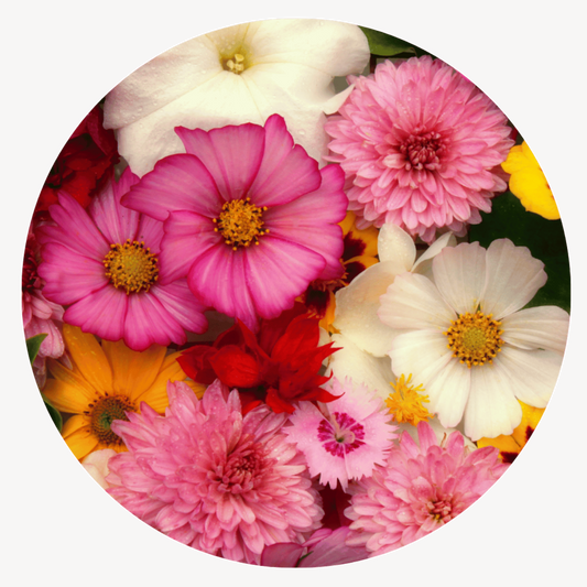 Floral Car Coaster Set